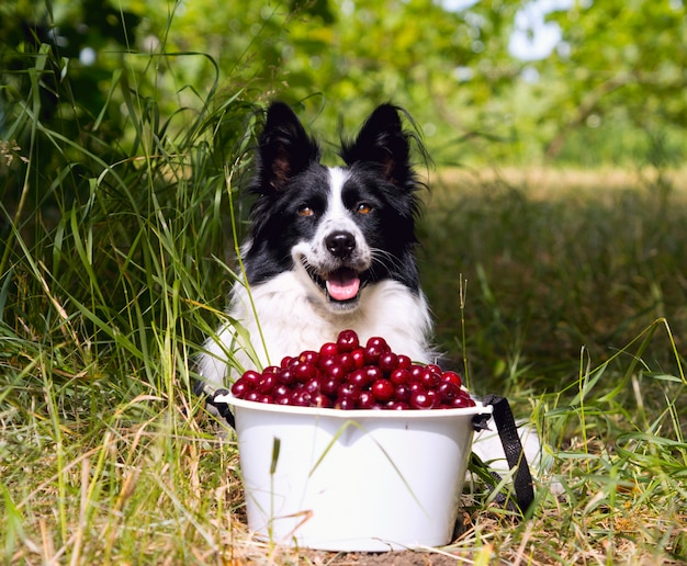 さくらんぼのバケツ近くの草の上に横たわる犬種ボーダーコリーの笑みを浮かべてください プレミアム写真