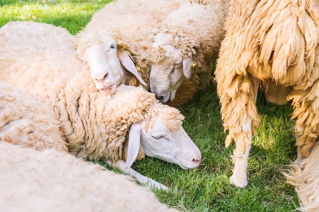 緑の芝生の上の羊 写真素材 無料ダウンロード