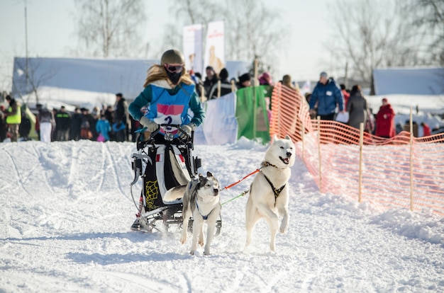 犬ぞりレース 女性マッシャーとハスキーそり犬チーム プレミアム写真
