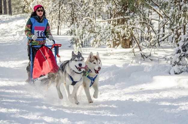 犬ぞりレース 女性マッシャーとハスキーそり犬チーム プレミアム写真