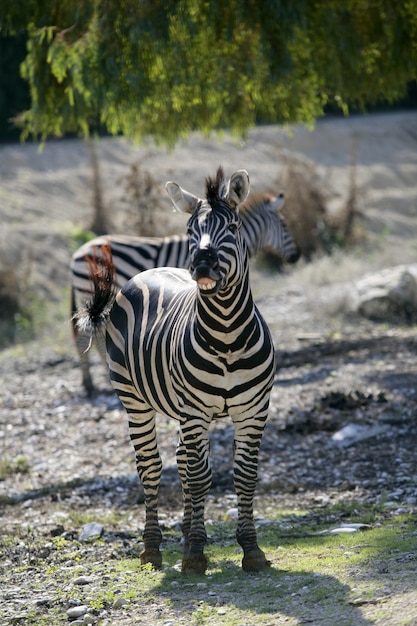 Zebra ri, imagem engraçada do animal Fotos Premium