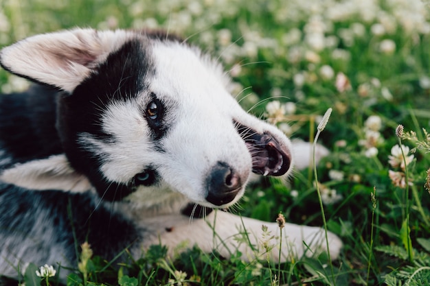 多色の目をしたハスキーの子犬は 白いクローバーの花の芝生で戯れます プレミアム写真