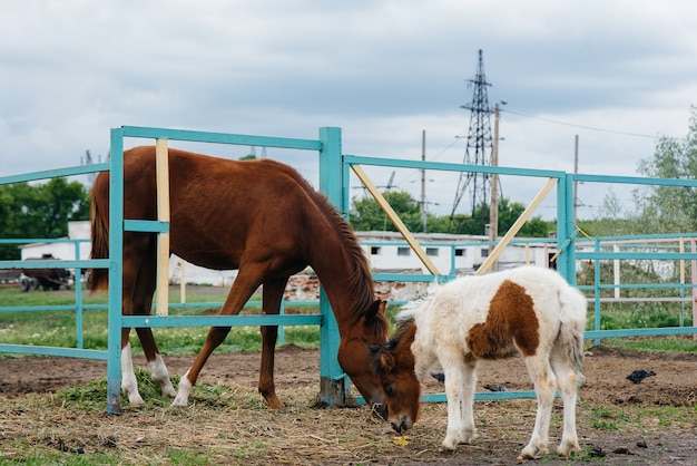 美しく若いポニーが牧場で大人の馬を嗅ぎ 興味を示します 畜産と馬の飼育 プレミアム写真