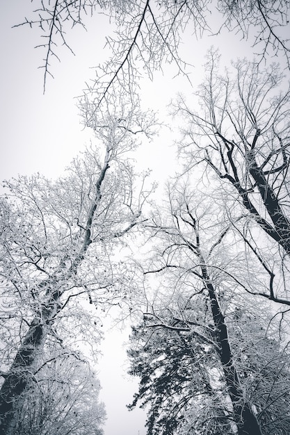 木々が雪に覆われた冬の美しい雪景色は 息をのむような景色を作り出します 無料の写真