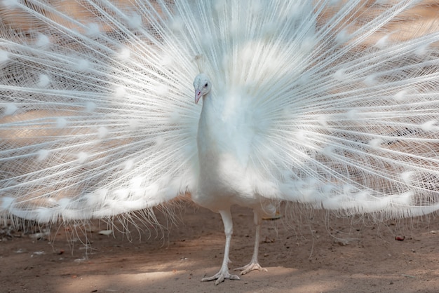 美しい白孔雀 プレミアム写真