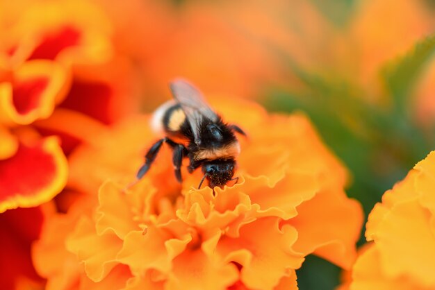 カレンデュラの花のクローズアップの蜂 蜂は蜜を集めて蜂蜜を作り マリーゴールドの花を受粉します プレミアム写真