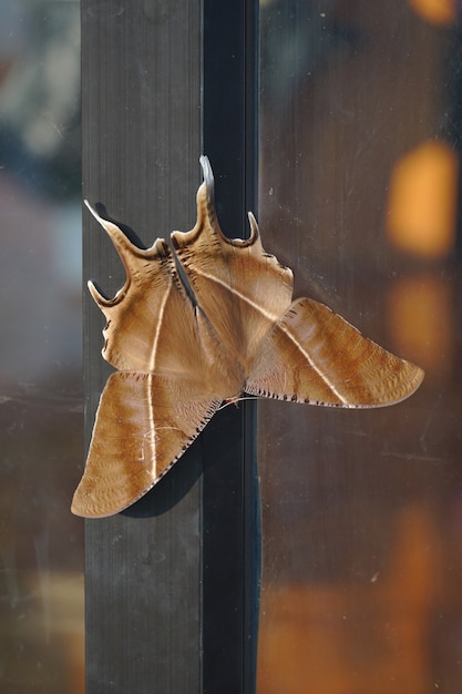 大きな茶色の蛾がドアにぶら下がっています タイ北部で見つかった夜の蝶 プレミアム写真
