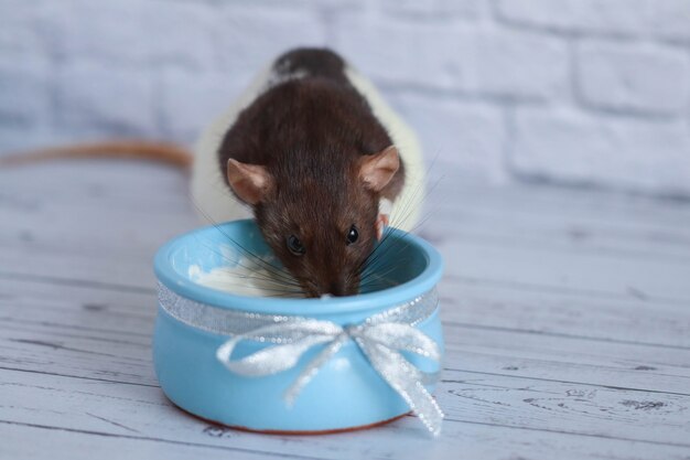 黒と白のネズミは青い土鍋からサワークリームを食べる プレミアム写真