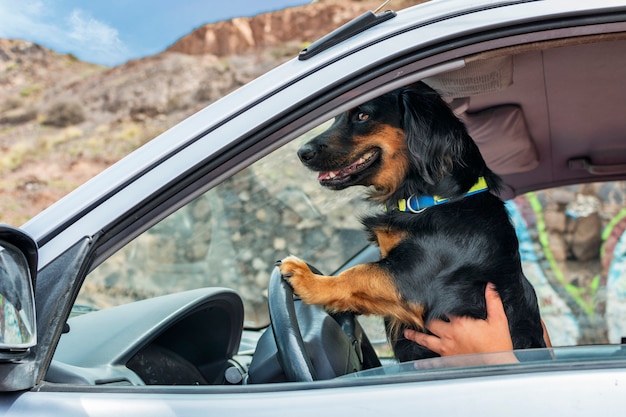 運転手になりすまして車のハンドルに足を乗せた黒犬 プレミアム写真