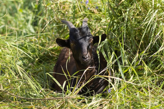 背の高い草の中に黒ヤギが横たわっている プレミアム写真