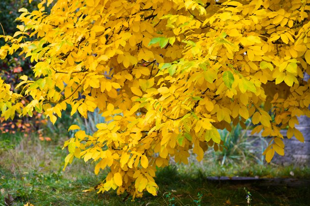 黄色の葉が付いている木の枝 黄色い秋の黄色の葉 プレミアム写真