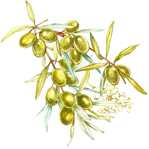 ジューシーな熟したグリーンオリーブと白地に花の枝 植物の水彩イラスト プレミアム写真