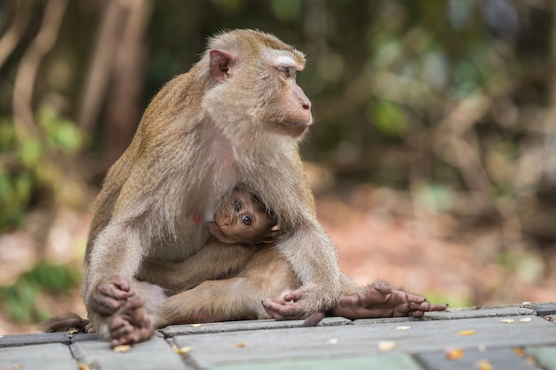 タイの自然の中で彼女のかわいい赤ちゃんと茶色の母親の猿 プレミアム写真