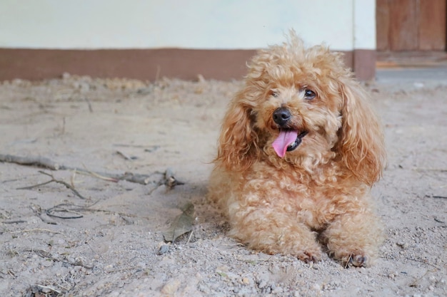 地面に横たわって長い舌を見せている茶色のプードル犬 プレミアム写真