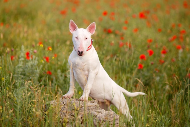 ケシ畑を歩くブルテリア犬 プレミアム写真