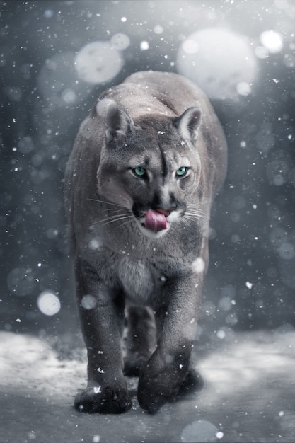 クーガーは雪の中を歩きます 美しい壁紙 涼しい色合い プレミアム写真