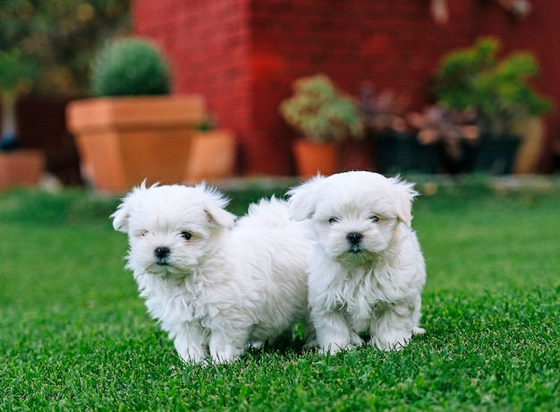 草のマルチーズビション子犬のカップル プレミアム写真