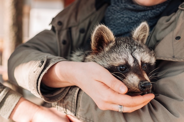 かわいいアライグマが女の子の腕の中に座っています 動物は注意深く遠くを見ます ふわふわのオスのアライグマ ふれあい動物園で飼いならされた哺乳類 セレクティブフォーカス プレミアム写真