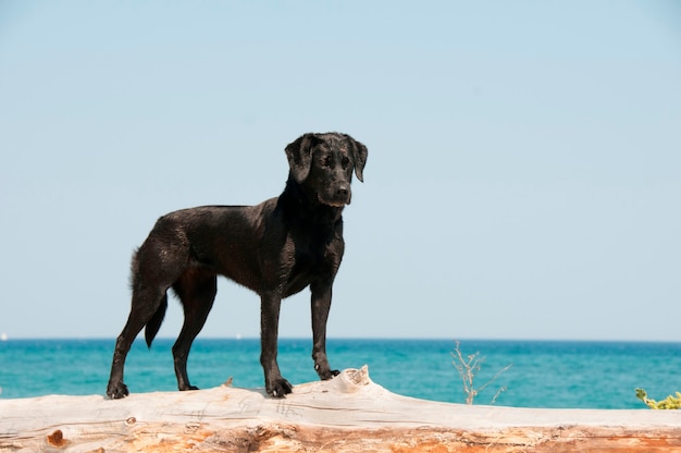 ビーチに立つ犬 プレミアム写真