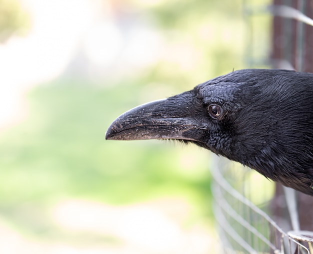 国内のカラスが檻の外を見る 無料の写真