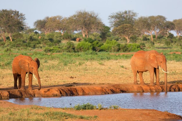 サバンナの真ん中にある水場で赤い象の家族 プレミアム写真