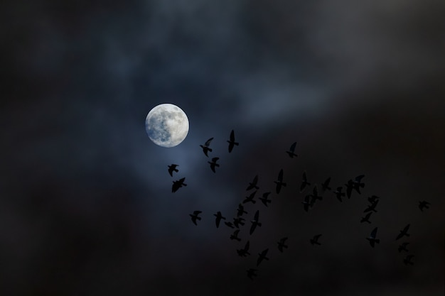 夜に月に向かって飛ぶ鳥の群れ プレミアム写真