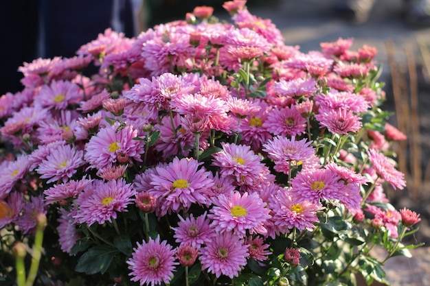 アスターの花と花壇カラフルな多色アスターの花多年生植物は 農地で初秋の9月の日にアスターの花の庭のベッドのクローズアップ プレミアム写真