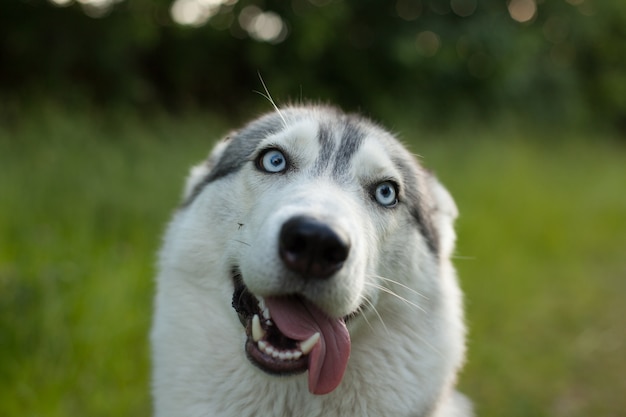 面白い犬 ポピー畑のシベリアンハスキー 青い目の犬の肖像画 プレミアム写真