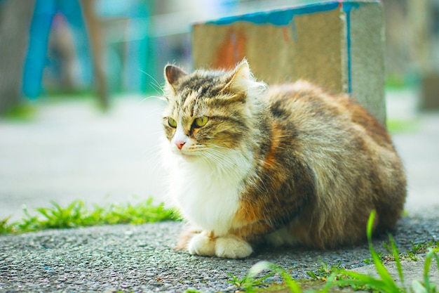 屋外または公園で灰色茶色白いふわふわかわいい飼い猫 無料の写真