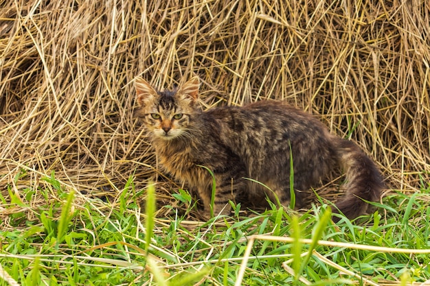 灰色のぶち猫が干し草の中に横たわっています 3本足の障害のある猫 動物の生存 プレミアム写真