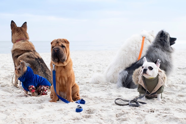 犬のグループは服従に従事しています ビーチでトレーニングする犬 プレミアム写真