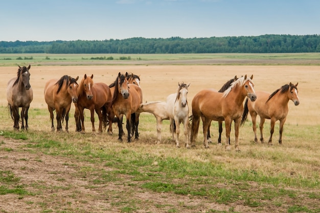 野生の馬の群れがフィールドを横切って走る プレミアム写真