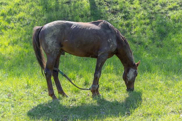 馬が草を食べて牧草地で草を食む プレミアム写真