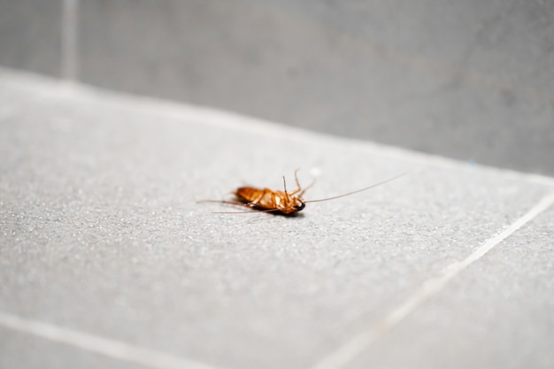 床に巨大なゴキブリ 家の中の害虫 プレミアム写真