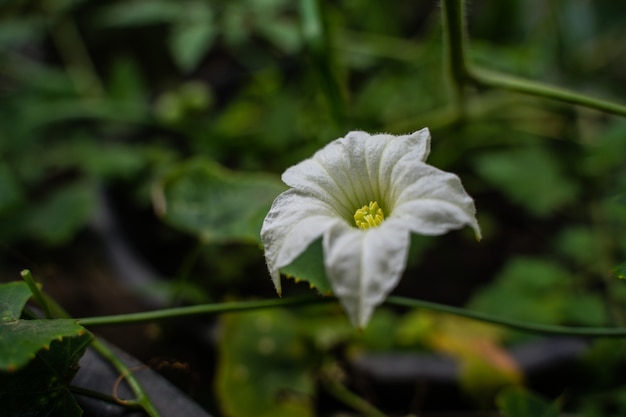 アイビーひょうたんの花 アイビーひょうたんの白い花が雨季に自然に咲く プレミアム写真
