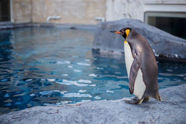 北海道 旭川 旭山動物園の王ペンギン プレミアム写真