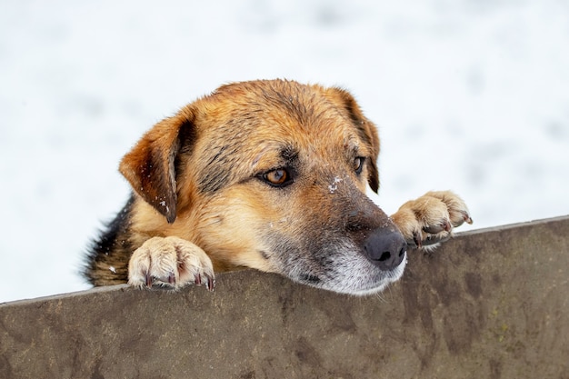 冬にフェンスの後ろから大きな茶色の犬がのぞく プレミアム写真