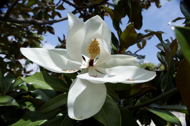 Цветок С Белыми Листьями Фото