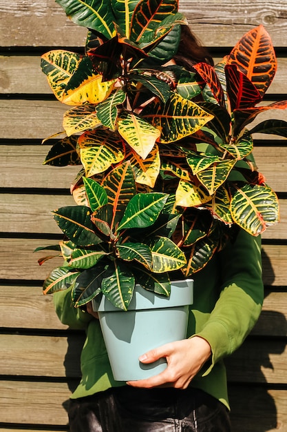 男の手にある大きなクロトン植物 天然木の背景 プレミアム写真