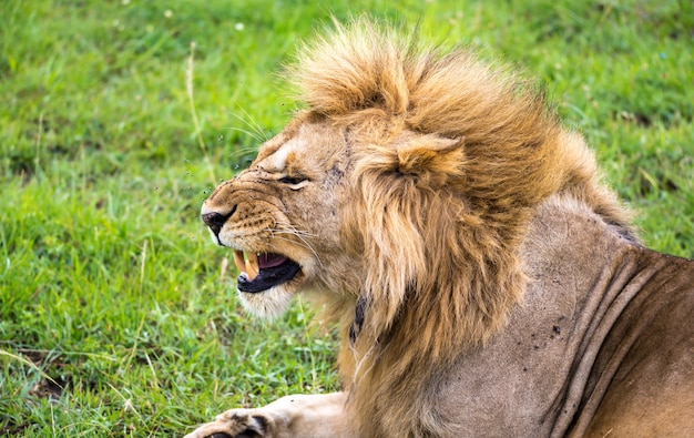 クローズアップのライオンが歯をむく プレミアム写真