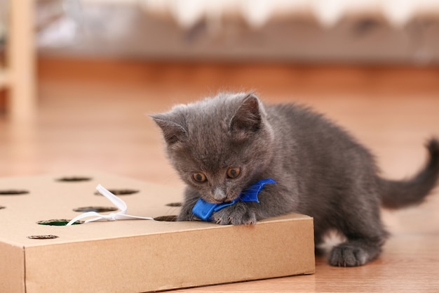 小さな子猫は 猫のおもちゃが入った穴のあるインタラクティブな手作りのおもちゃの段ボール箱で遊ぶ プレミアム写真