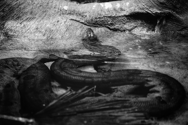無料の写真 水から出てくる長い蛇が白黒で撮影