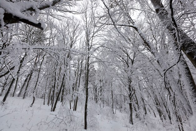 冬の樹木が異なる公園 公園の木々は雪に覆われ 雪の上に人の痕跡があるかもしれません プレミアム写真