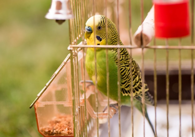 檻の中のオウムが鳥の餌箱に座って穀物をつつく プレミアム写真