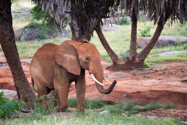 ヤシの木と木々の間を歩く赤い象 プレミアム写真