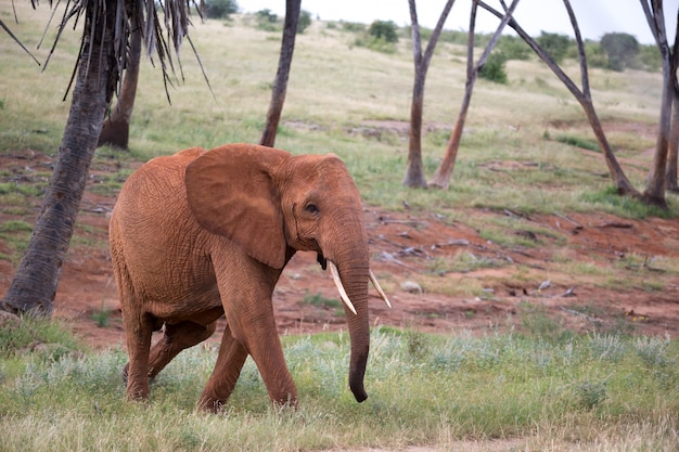 赤い象がヤシの木や木々の間を歩く プレミアム写真