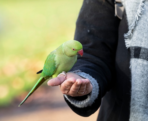 リングネックのインコが公園で女性の手からクッキーのパン粉を食べる プレミアム写真