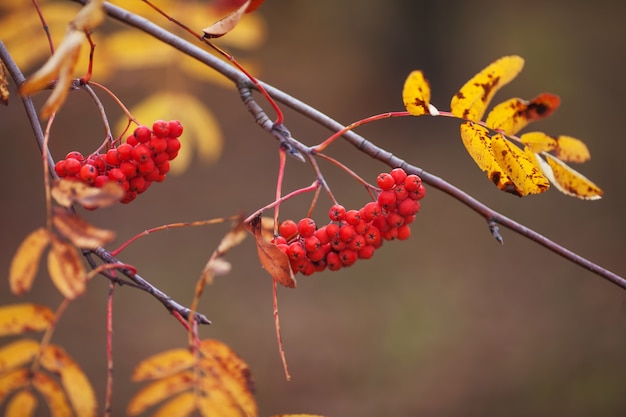 Красная Осенняя Ягода Фото