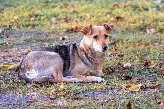 秋の庭の芝生の上に小さな犬が横たわっている プレミアム写真