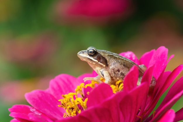 小さな緑のカエルが美しい花の上に座っています プレミアム写真